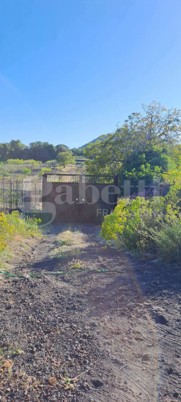 terreno agricolo in vendita a Pedara in zona Tarderia