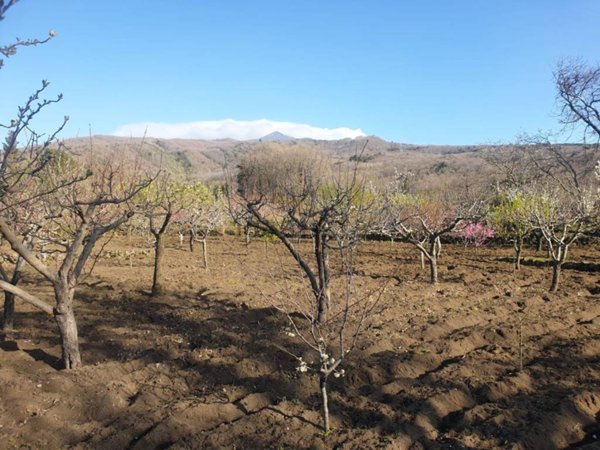 terreno agricolo in vendita a Pedara in zona Tarderia