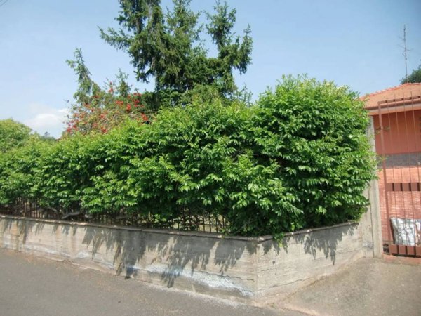 casa indipendente in vendita a Pedara