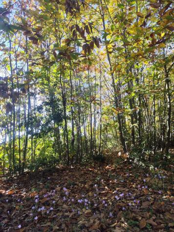 casa indipendente in vendita a Pedara