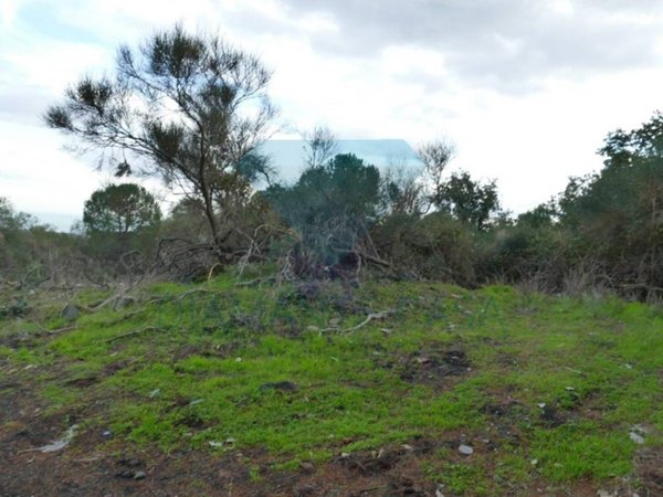 terreno agricolo in vendita a Pedara
