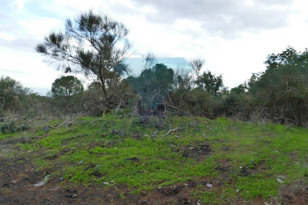 terreno agricolo in vendita a Pedara