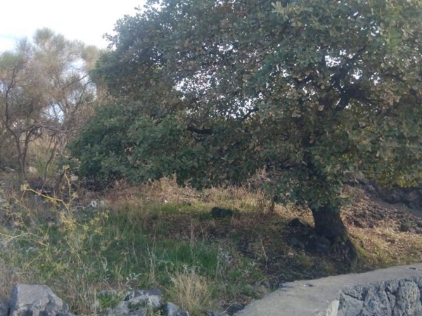 casa indipendente in vendita a Pedara