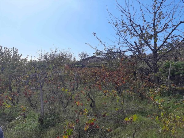 terreno agricolo in vendita a Pedara