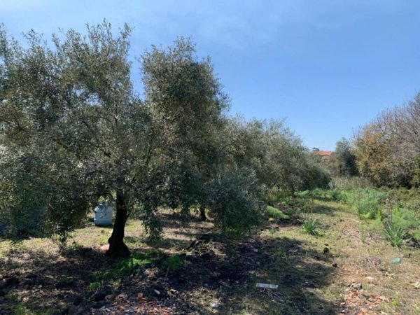 terreno agricolo in vendita a Pedara in zona Tarderia