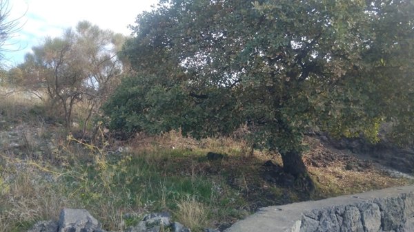 terreno agricolo in vendita a Pedara in zona Tarderia