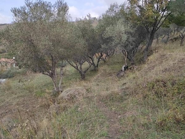 terreno agricolo in vendita a Piedimonte Etneo