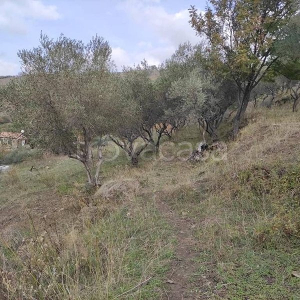 terreno agricolo in vendita a Piedimonte Etneo