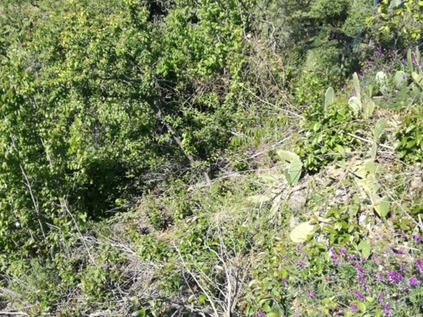 terreno agricolo in vendita a Piedimonte Etneo