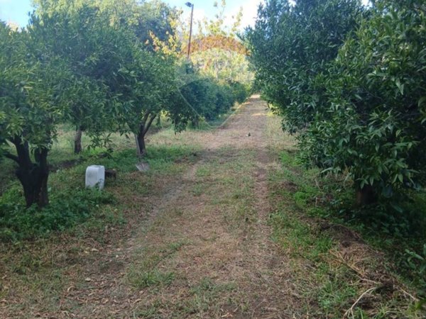 terreno agricolo in vendita a Piedimonte Etneo
