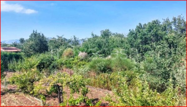 terreno agricolo in vendita a Piedimonte Etneo