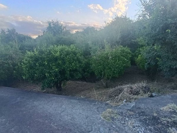 terreno agricolo in vendita a Piedimonte Etneo
