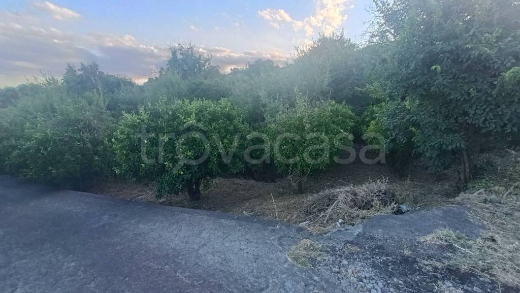 terreno agricolo in vendita a Piedimonte Etneo in zona Presa