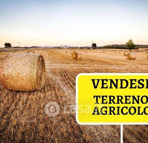 terreno agricolo in vendita a Piedimonte Etneo