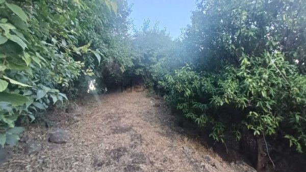 terreno agricolo in vendita a Piedimonte Etneo