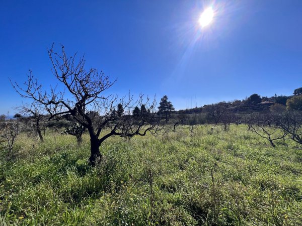 terreno agricolo in vendita a Piedimonte Etneo in zona Presa