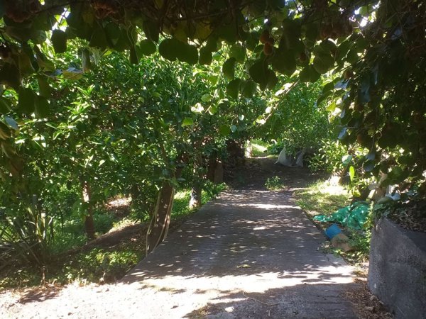 casa indipendente in vendita a Piedimonte Etneo