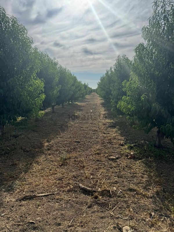 terreno agricolo in vendita a Ramacca