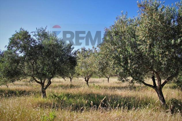 terreno agricolo in vendita a Ramacca
