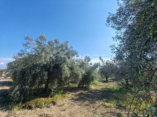 terreno agricolo in vendita a Ramacca
