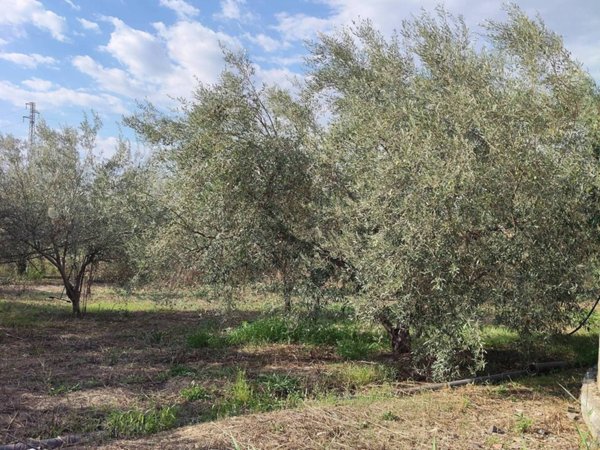 terreno in vendita a Ramacca