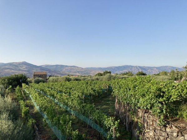 terreno agricolo in vendita a Randazzo