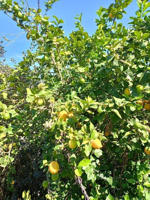 terreno agricolo in vendita a Riposto