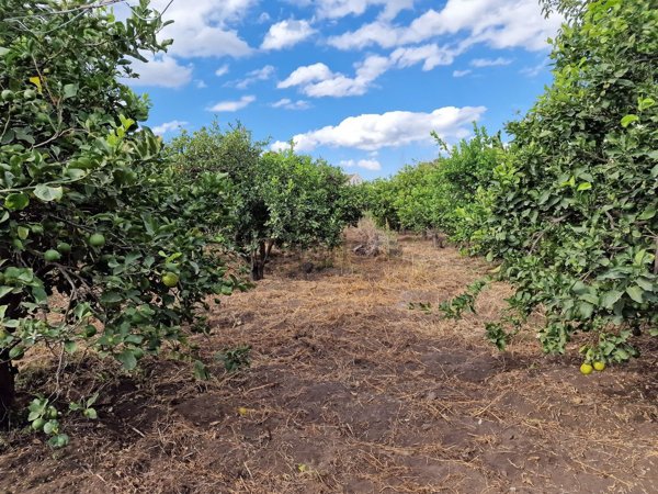 terreno agricolo in vendita a Riposto in zona Archi