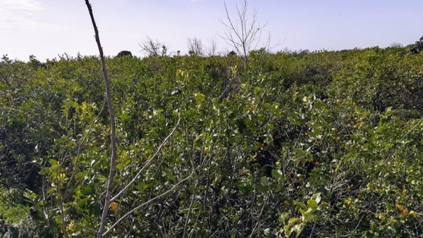 terreno edificabile in vendita a Riposto in zona Altarello