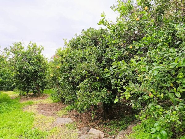 terreno agricolo in vendita a Riposto in zona Carruba