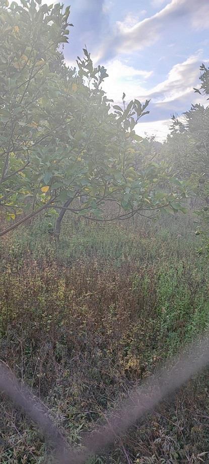 terreno agricolo in vendita a San Giovanni la Punta