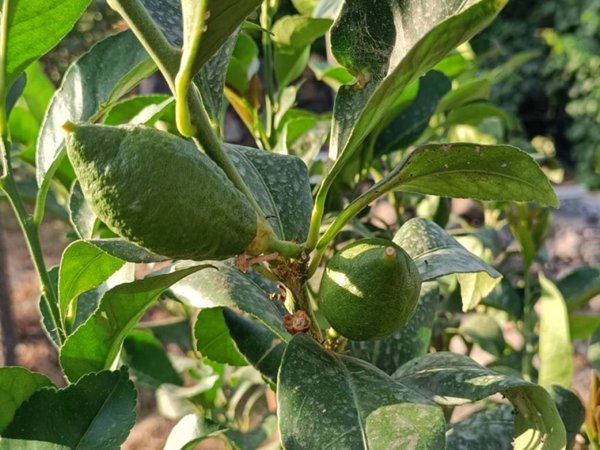 appartamento in vendita a San Giovanni la Punta