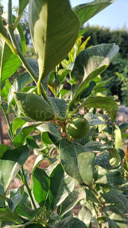 appartamento in vendita a San Giovanni la Punta in zona Trappeto