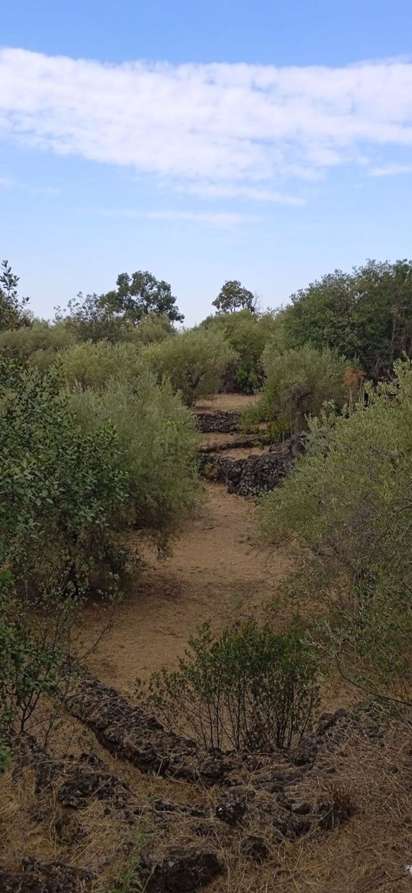 terreno in vendita a San Pietro Clarenza