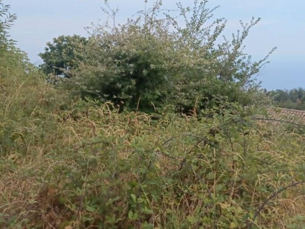terreno agricolo in vendita a Sant'Alfio