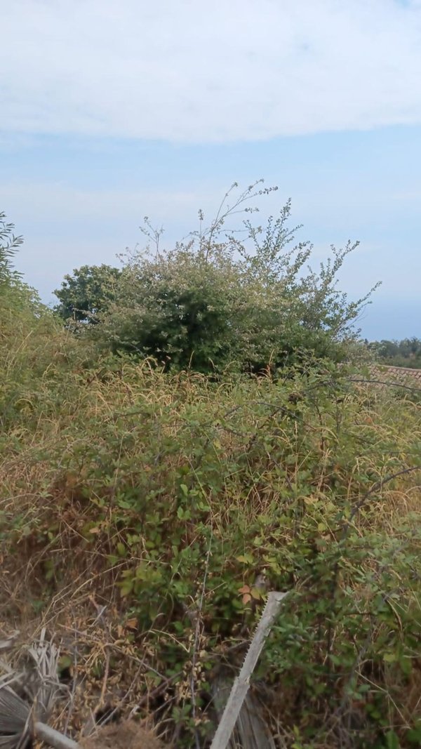 terreno agricolo in vendita a Sant'Alfio
