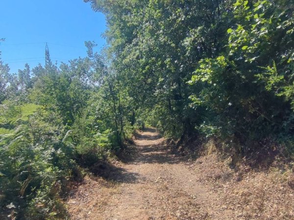 terreno agricolo in vendita a Sant'Alfio