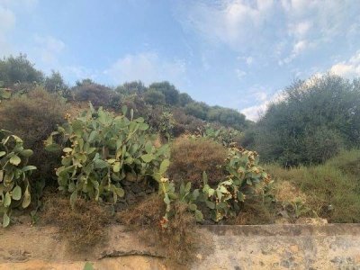 terreno agricolo in vendita a Santa Maria di Licodia