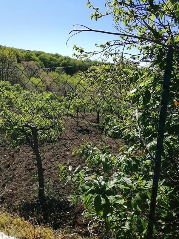 terreno agricolo in vendita a Santa Maria di Licodia