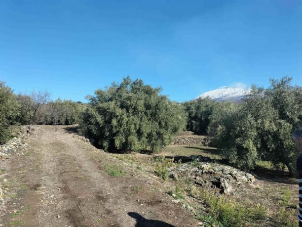 terreno agricolo in vendita a Santa Maria di Licodia