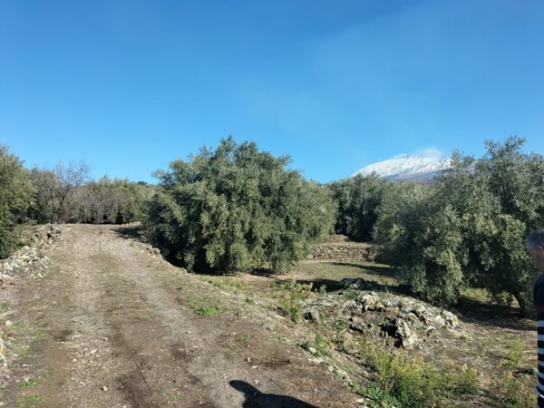 terreno agricolo in vendita a Santa Maria di Licodia