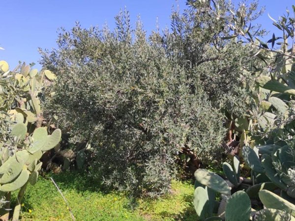 terreno agricolo in vendita a Santa Maria di Licodia
