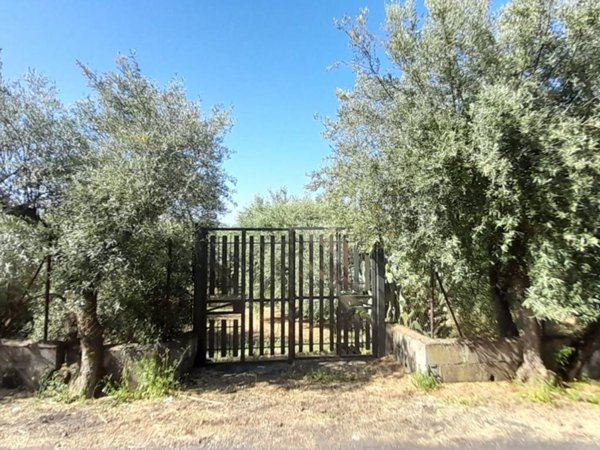terreno agricolo in vendita a Santa Maria di Licodia