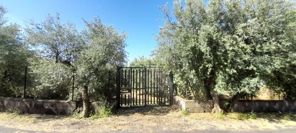 terreno agricolo in vendita a Santa Maria di Licodia