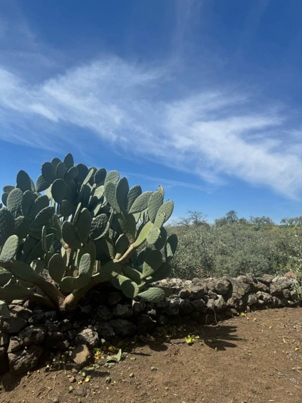 terreno agricolo in vendita a Santa Maria di Licodia