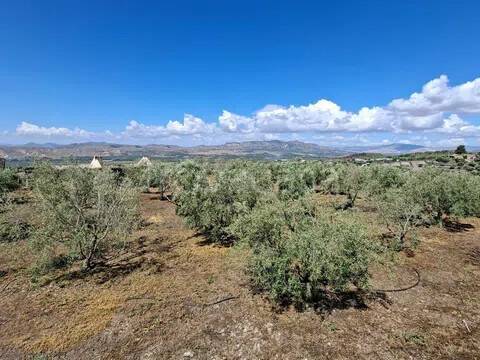 terreno agricolo in vendita a Santa Maria di Licodia
