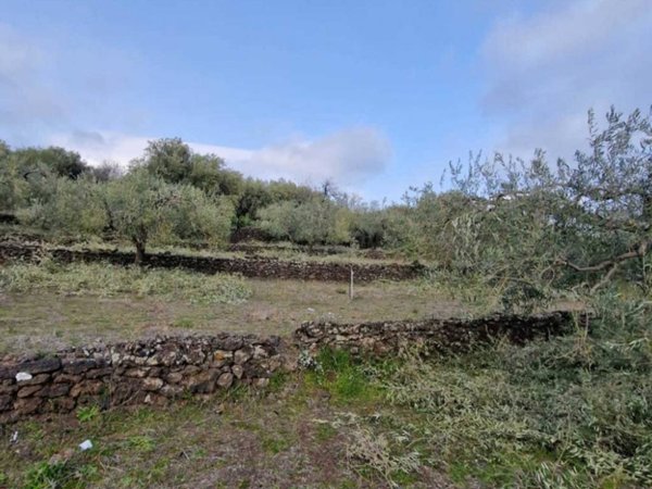 terreno agricolo in vendita a Santa Maria di Licodia