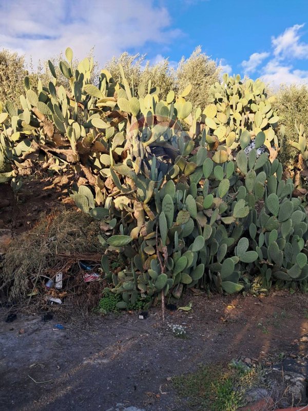 terreno agricolo in vendita a Santa Maria di Licodia