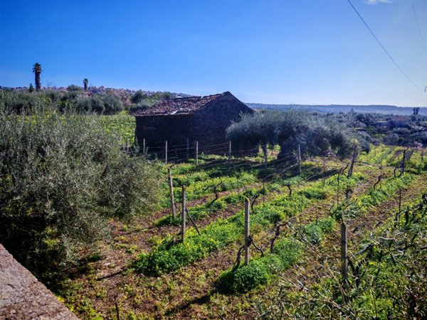 terreno agricolo in vendita a Santa Maria di Licodia
