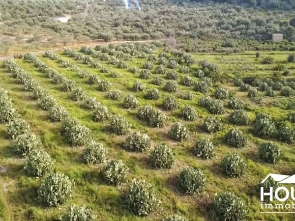azienda agricola in vendita a Santa Maria di Licodia